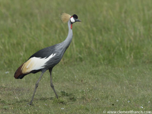 Grey Crowned cranes